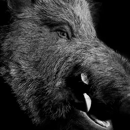 Firefly Luxury Церматт