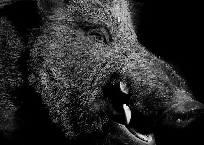 Firefly Luxury Zermatt